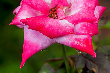 红玫瑰花瓣上挂着的水滴 新鲜的自然的 接近的 m图片