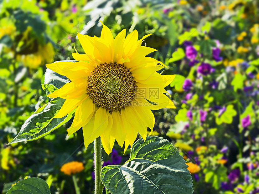 花园中的向日葵公园植物群季节阳光宏观植物学牧歌农业花瓣场景图片