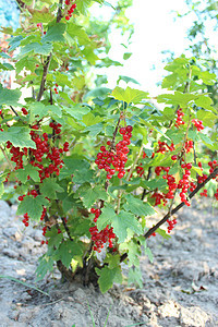 灌木丛中红草原的莓花园植物学水果食物衬套季节美味植物叶子男人图片