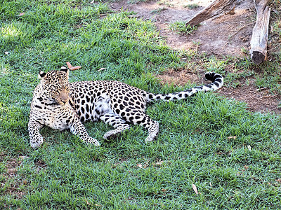 非洲豹旅游荒野哺乳动物马拉水平野生动物男性食肉动物捕食者图片