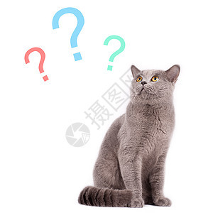 选择什么思维纯种猫猫科动物影棚宠物猫咪动物毛皮表情小猫图片