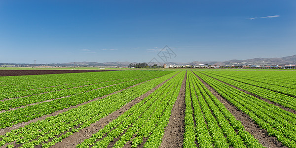 发泡现场全景牧场农作物食品农业叶子土地场地生长蓝色青菜图片