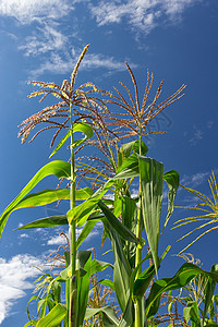 高角玉米准备收割燃料收成环境蔬菜农村叶子农场植物蓝色食物图片