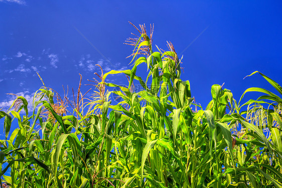 高角玉米准备收割美化燃料食物农场环境植物蔬菜农业太阳流苏图片