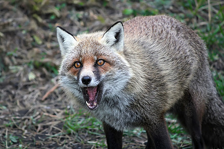 Fox 狐狸毛皮照片食肉动物群犬类红色荒野哺乳动物野生动物动物图片