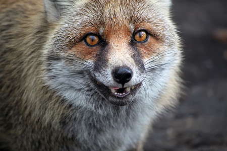 Fox 狐狸食肉红色哺乳动物照片野生动物动物群毛皮动物荒野犬类图片