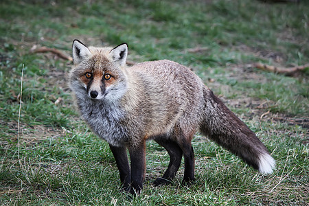 Fox 狐狸哺乳动物红色毛皮照片犬类动物群荒野动物野生动物食肉图片