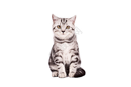 英国短毛猫影棚纯种猫宠物毛皮动物猫科动物小猫猫咪图片
