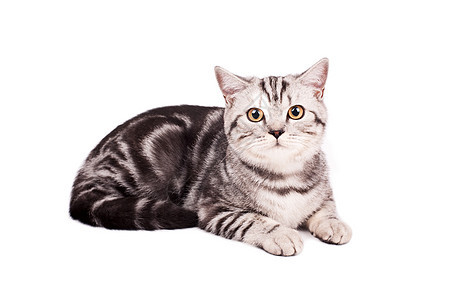 英国短毛猫毛皮宠物动物猫咪纯种猫影棚小猫猫科动物图片