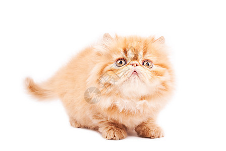 玩猫猫游戏影棚动物宠物乐趣猫咪毛皮纯种猫猫科小猫图片