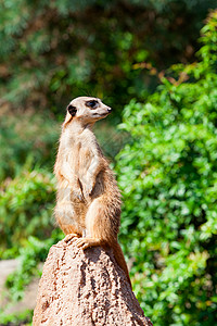 观视捕食动物的弥尔喀特 suricata头发哺乳动物猫鼬警卫食肉野生动物生物宠物荒野男性图片