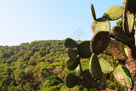 带有仙人掌的景观花园热带植物群农业国家蓝色植物学植物蜡样农村图片