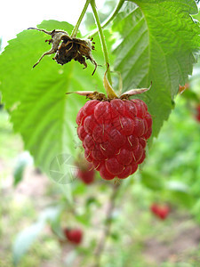 红莓草莓植物农业浆果季节植物学传单红色花园场地成长图片