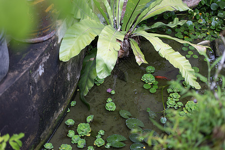 鱼池子花园图片