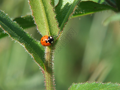 草地微距瓢虫甲虫绿色纹理摄影昆虫叶子场地灌木草地植物背景