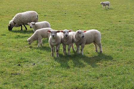 绵羊和羊羔饲养场地父母羊肉绿色白色农场后代母亲食物图片