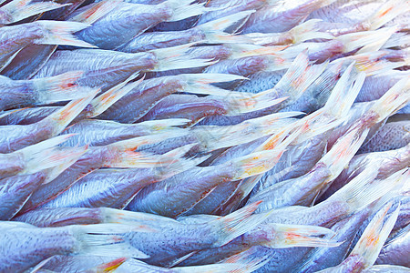 通过浸泡在盐水中保存的传统准备方式的保存小吃烹饪鱼干杂货产业天蓝色产品学校团体市场图片