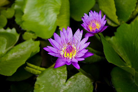 紫色莲花在公园里冥想池塘花瓣荷花太阳植物莲花瓣蓝色季节温泉图片