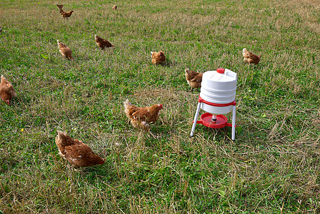 自由范围有机鸡动物饲养场羽毛母鸡养鸡农田免费牧场场地农场图片