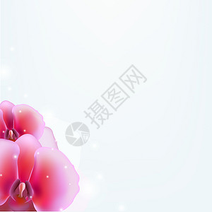 带兰花的花朵背景植物热带花瓣生活脆弱性纪念日彩旗水滴宏观卡片图片