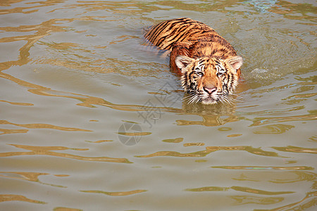 老虎动物群捕食者动物条纹橙子毛皮哺乳动物荒野池塘危险图片