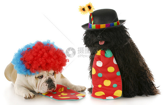 两个小丑哺乳动物斗牛犬帽子展示英语领带假发戏服乐趣动物图片