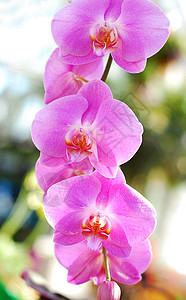 粉红白兰花花花园园艺植物群兰花白色背景图片