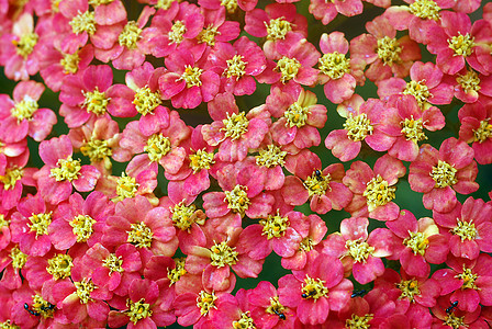 粉红色黄色花朵植物群花瓣花园背景图片