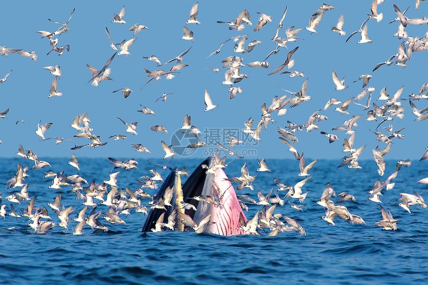 bryde和海鸥喜悦海洋天空种间碧武蓝色粉色海湾生活哺乳动物图片