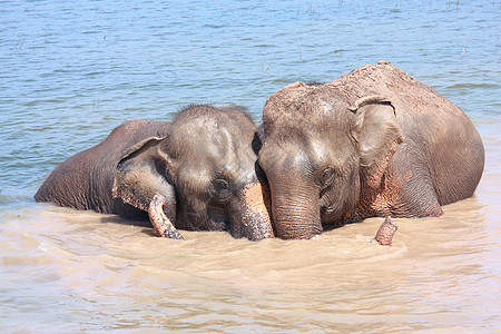 大象关系Name身体池塘耳朵乐趣动物哺乳动物玩弄鼻子蓝色阳光图片