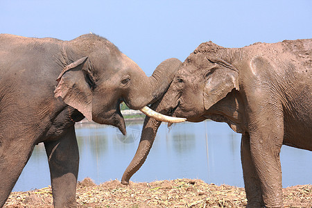 大象行为情感池塘象牙孩子阳光哺乳动物玩弄野生动物尾巴蓝色图片