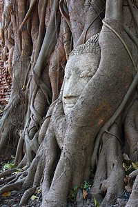 佛头长在班扬树根上石头宗教旅游雕塑寺庙沉思文化废墟雕像地标图片