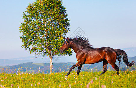 阿拉伯赛车手在绿色夏季草原上奔跑哺乳动物鬃毛运动马匹速度农业草地天空赛跑者自由图片
