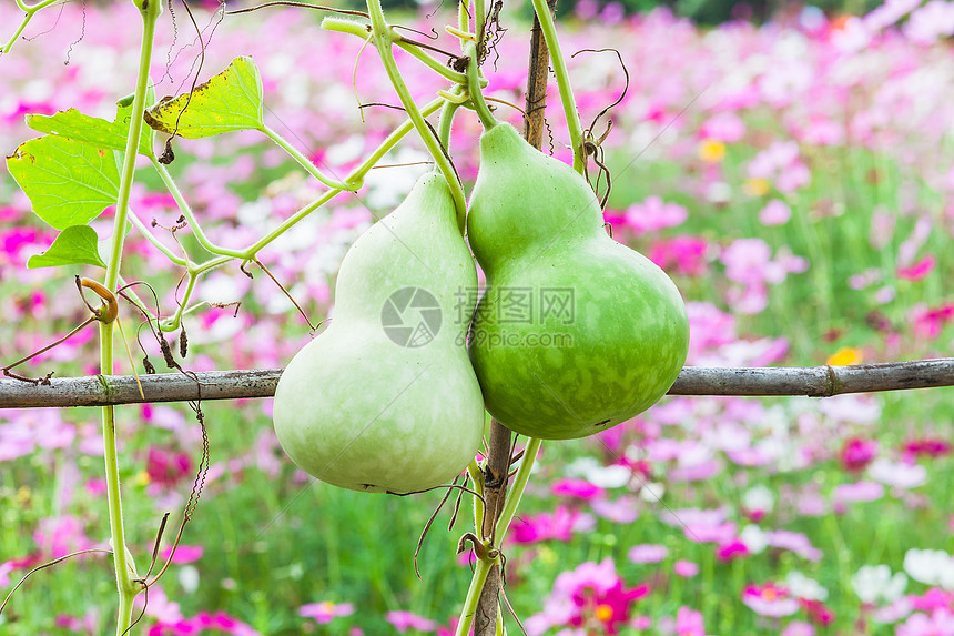 新鲜的卡勒巴什语Name生产食品叶子蔬菜水果藤蔓壁球食物隧道图片