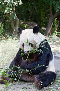 大熊熊熊 一只熊是竹子逃逸动物园旅行公园森林濒危野生动物树木栖息地动物动物学背景图片