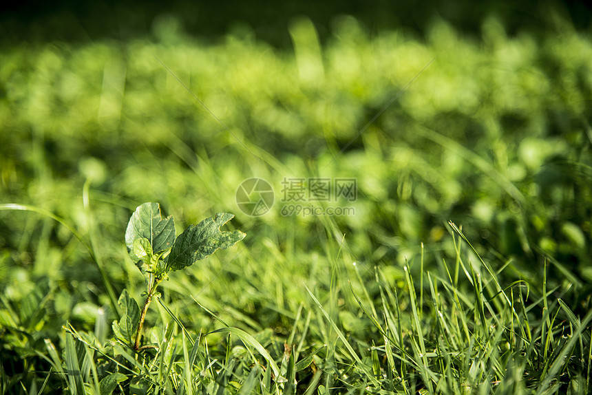 绿草背景刀刃绿色植物生长草地蓝色天空花园环境场地季节图片
