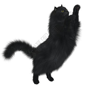 黑猫食肉插图捕食者薄荷生物哺乳动物宠物虎斑动物脊椎动物图片