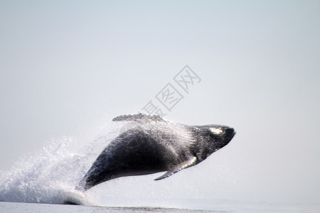 座头鲸波纹尾巴波浪男性游泳哺乳动物尾部孤独鲸目海洋图片