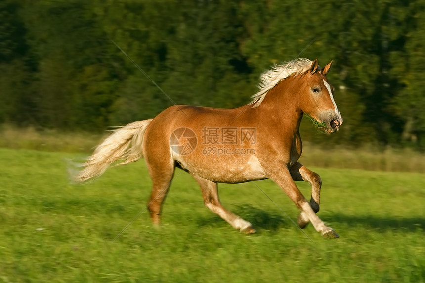 跑马马骑马动物宠物骑术野生动物鬃毛自由牧场农场跑步图片
