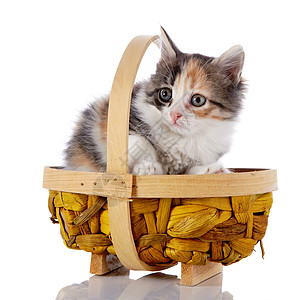 一只篮子里的猫图片