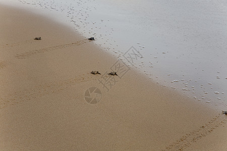 宝宝海龟让海向大海海滩新生毅力团体气候动物乌龟海洋野生动物濒危图片