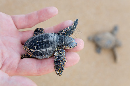 新卡洛格海龟宝宝濒危海洋海洋生物海滩热带乌龟爬虫新生救援毅力背景