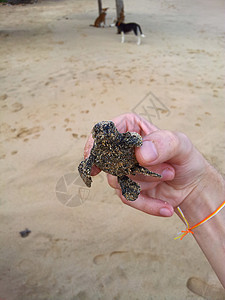 洛格海龟宝宝毅力情况海洋热带野生动物乌龟新生动物孵化救援图片