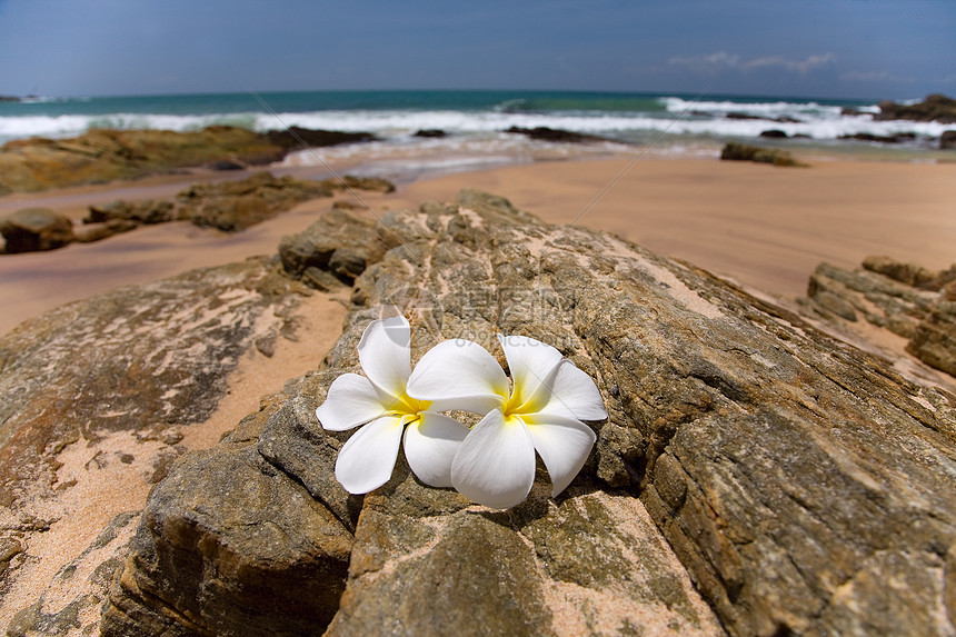 白frangipani(布卢马)温泉花在石头上图片