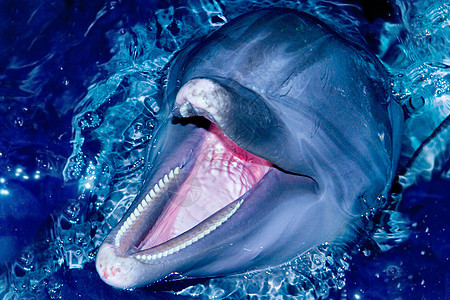 瓶鼻海豚海洋水族馆宠物野生动物动物群游泳鼻子动物潜水脚蹼图片