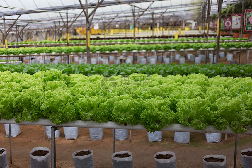 植物类蔬菜温室医疗叶子生长饮食水培沙拉健康饮食食物农场图片