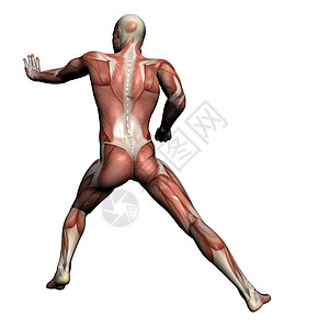 人体解剖男性肌肉生物学医学科学解剖学医疗男士教育绘画保健插图图片