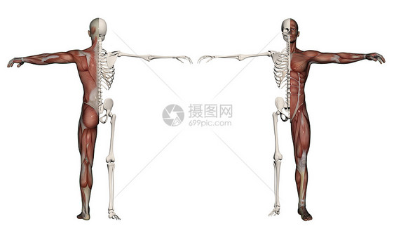 一个肌肉和骨骼的人的人体躯体生物学绘画手雕医疗女性教育男士医学解剖学插图图片