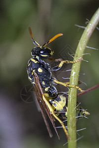 欧洲黄蜂昆虫图片