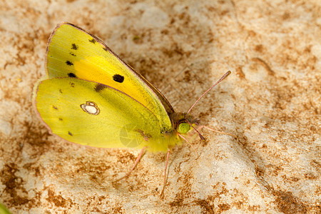 黄黄色科丽亚斯角蝴蝶昆虫宏观昆虫昆虫学动物群天线荒野黄色翅膀绿色红花图片